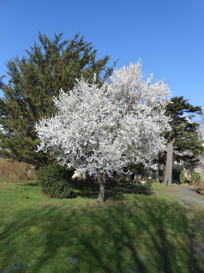 Clos Du Bois Brard B&B Saumur Exteriér fotografie